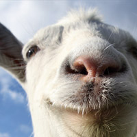 goat_simulator[1]